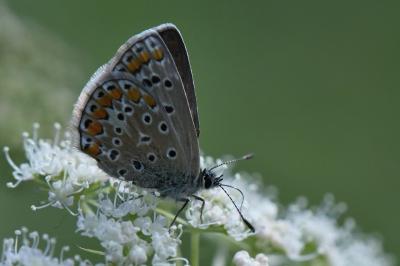 Azuré de la Bugrane 