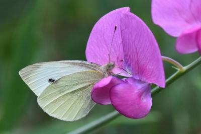 Pieris rapae
