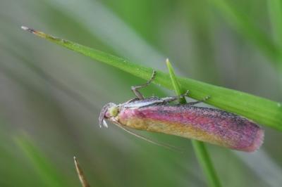 <i>Oncocera semirubella</i>