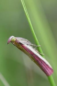 <i>Oncocera semirubella</i>