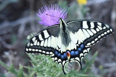 Machaon 