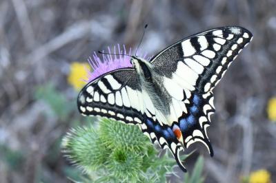 Machaon 