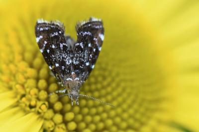 <i>Prochoreutis myllerana</i>