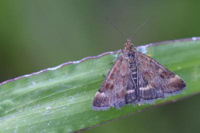 <i>Pyrausta despicata</i>