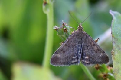<i>Pyrausta despicata</i>