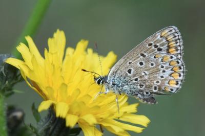 Polyommatus icarus