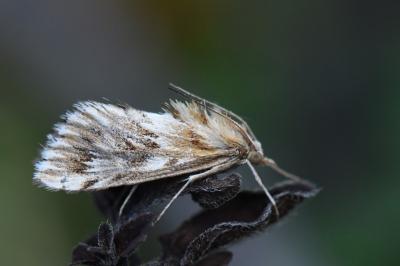 <i>Cynaeda dentalis</i>