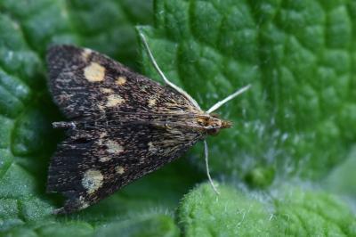 <i>Pyrausta aurata</i>