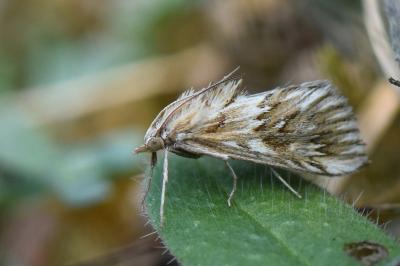 <i>Cynaeda dentalis</i>