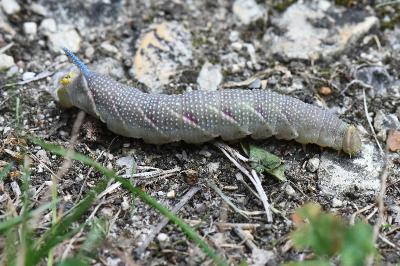 Sphinx du Tilleul 