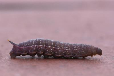 Moro-Sphinx 