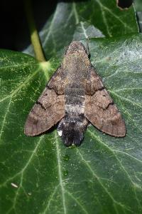 Moro-Sphinx 