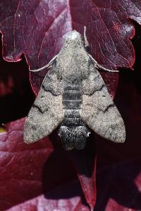 Moro-Sphinx 