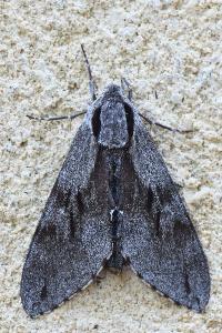 <i>Hyloicus pinastri</i>