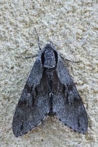 <i>Hyloicus pinastri</i>