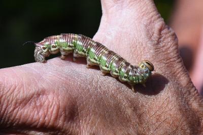 <i>Hyloicus pinastri</i>