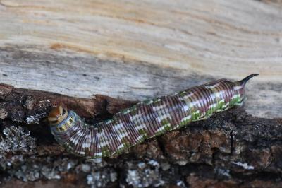 <i>Hyloicus pinastri</i>
