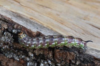<i>Hyloicus pinastri</i>