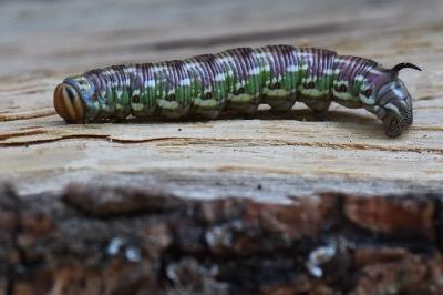 <i>Hyloicus pinastri</i>