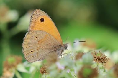 Maniola jurtina