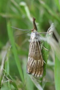<i>Chrysocrambus linetella</i>