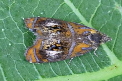 <i>Olethreutes arcuella</i>