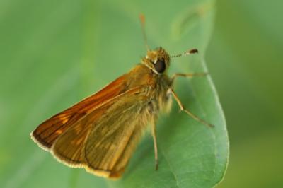 Sylvaine 