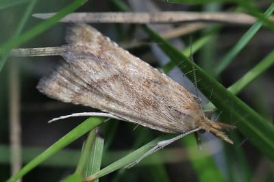 <i>Synaphe punctalis</i>