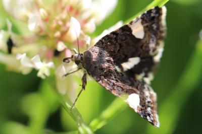 Noctuelle en deuil 