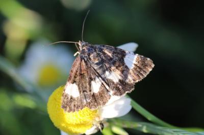 Noctuelle en deuil 