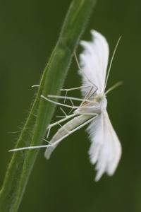 <i>Pterophorus pentadactylus</i>