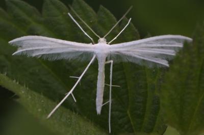 <i>Pterophorus pentadactylus</i>