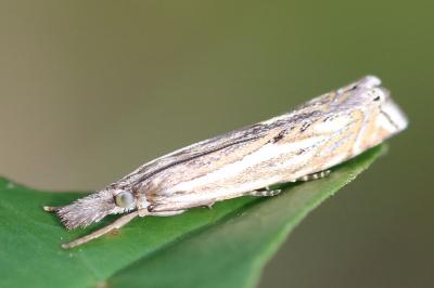 <i>Crambus lathoniellus</i>