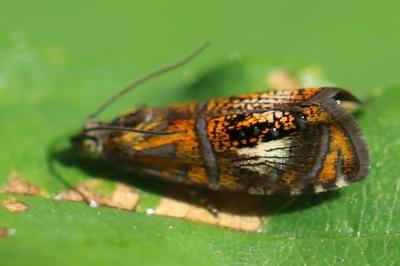 <i>Olethreutes arcuella</i>
