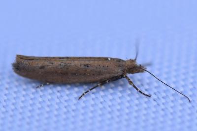 <i>Ypsolopha ustella</i>