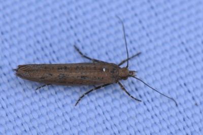 <i>Ypsolopha ustella</i>