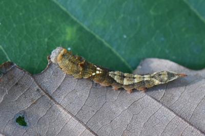 Hameçon 