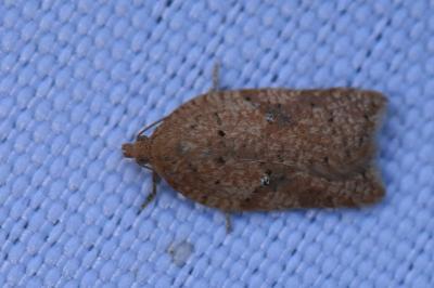<i>Acleris</i>