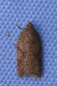 <i>Acleris</i>