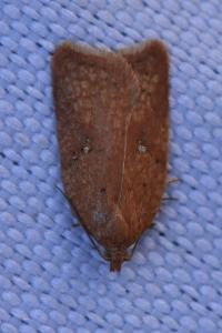 <i>Acleris</i>