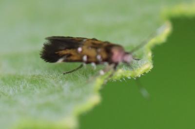 <i>Pancalia leuwenhoekella</i>