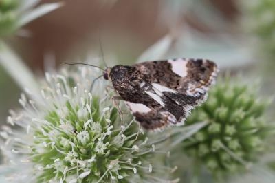 Noctuelle en deuil 