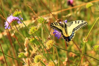 Machaon 