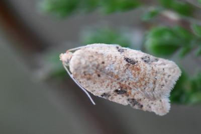 <i>Acleris</i>