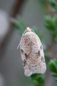 <i>Acleris</i>