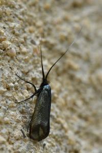 <i>Adela reaumurella</i>