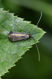 <i>Adela reaumurella</i>