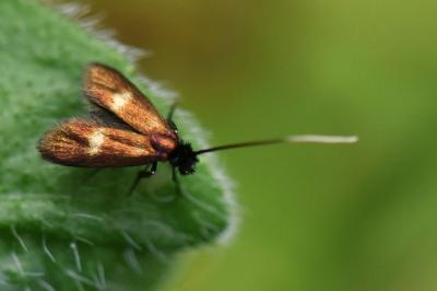 <i>Cauchas fibulella</i>