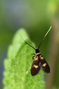 <i>Cauchas fibulella</i>