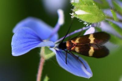 <i>Cauchas fibulella</i>